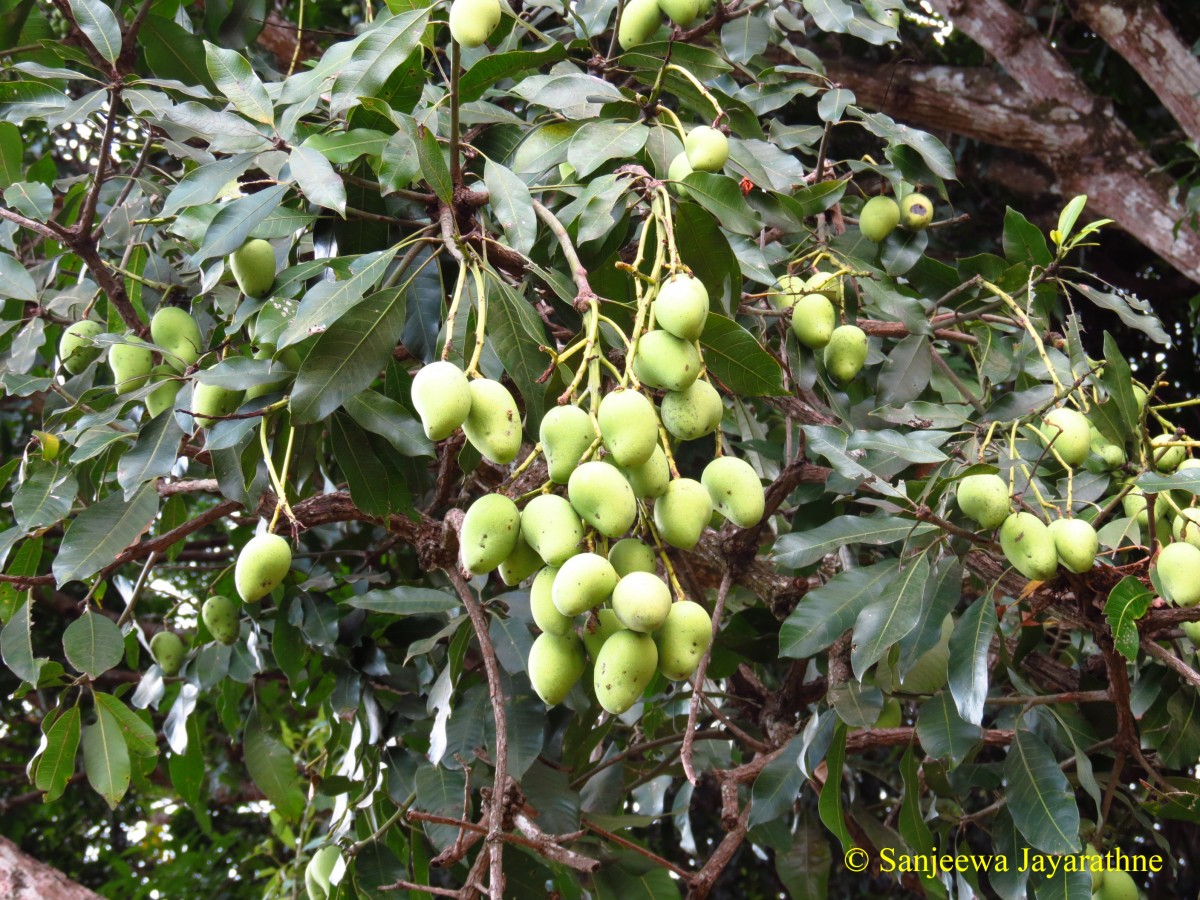 Mangifera indica L.